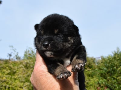 Les chiots de Shiba