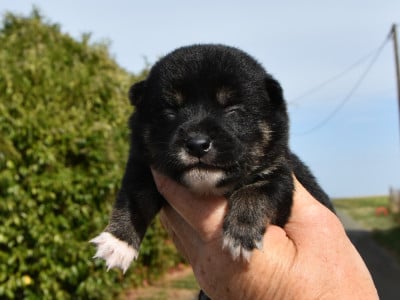 Les chiots de Shiba
