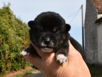 Les chiots de Shiba