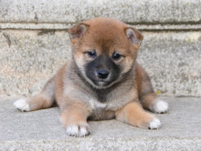 Les chiots de Shiba