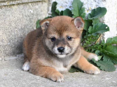Les chiots de Shiba