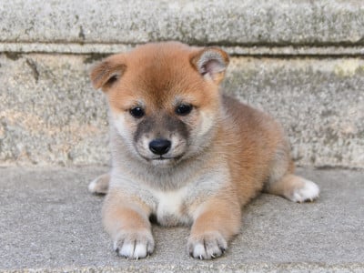 Les chiots de Shiba
