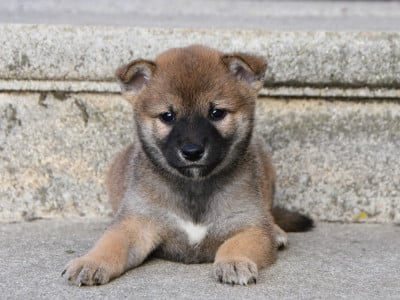 Les chiots de Shiba