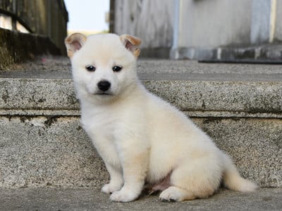 Les chiots de Shiba