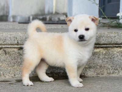 Les chiots de Shiba