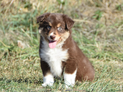 Les chiots de Berger Américain Miniature 