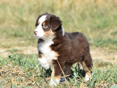 Les chiots de Berger Américain Miniature 