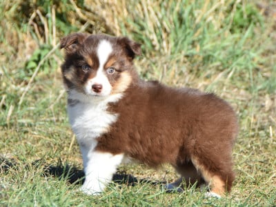 Les chiots de Berger Américain Miniature 