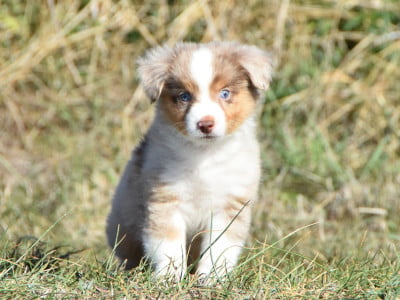 Les chiots de Berger Américain Miniature 