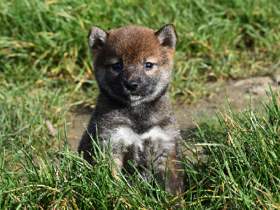 Les chiots de Shiba