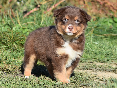 Les chiots de Berger Américain Miniature