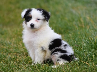 Les chiots de Berger Australien