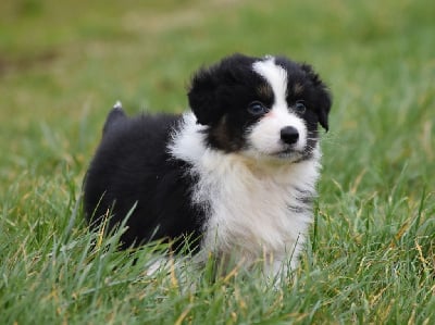Les chiots de Berger Australien