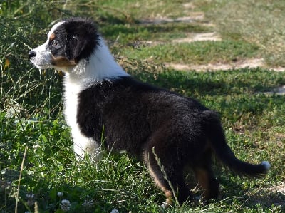 Les chiots de Berger Australien