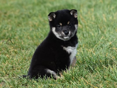 Les chiots de Shiba