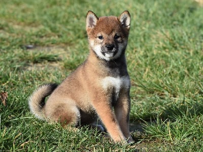 Les chiots de Shiba