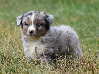 Les chiots de Berger Américain Miniature 