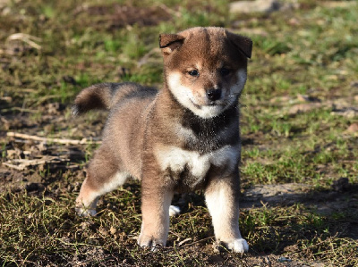 Les chiots de Shiba