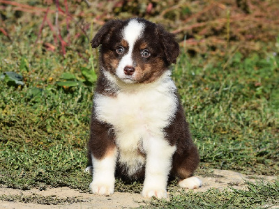 Les chiots de Berger Américain Miniature