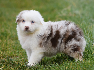 Les chiots de Berger Australien