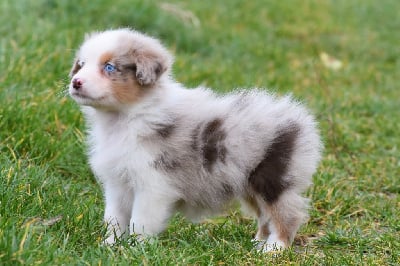 Les chiots de Berger Australien