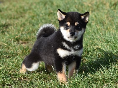 Les chiots de Shiba