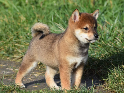 Les chiots de Shiba