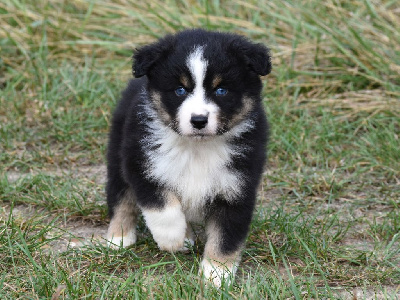 Les chiots de Berger Américain Miniature 