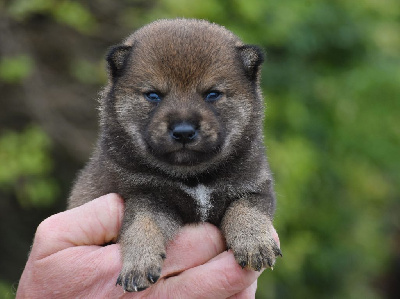 Les chiots de Shiba