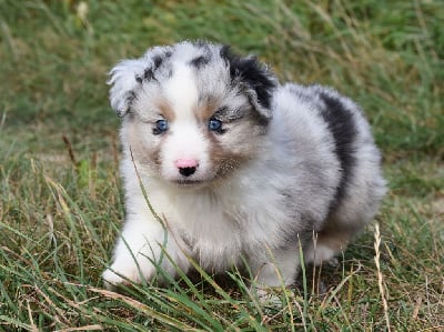 Les chiots de Berger Américain Miniature 