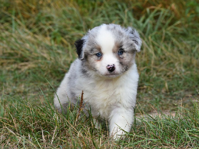 Les chiots de Berger Américain Miniature 