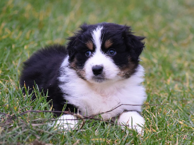 Les chiots de Berger Australien
