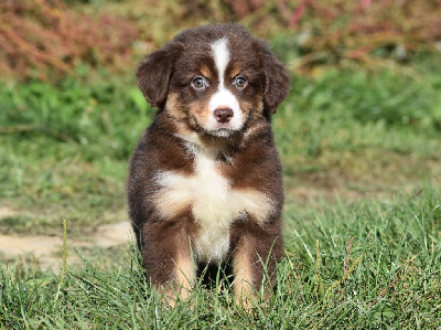 Les chiots de Berger Américain Miniature