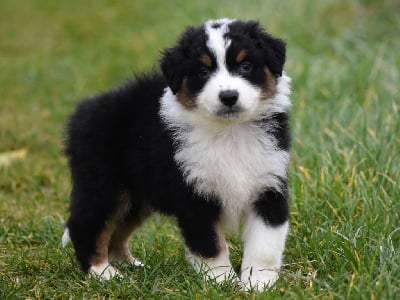 Les chiots de Berger Australien