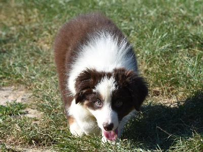 Les chiots de Berger Australien