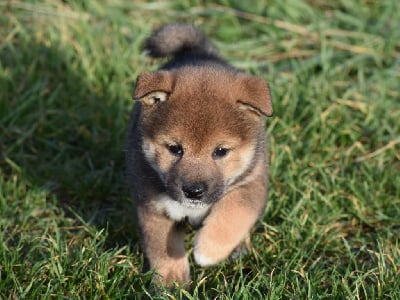 Les chiots de Shiba