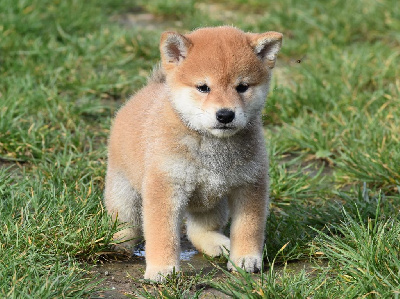 Les chiots de Shiba