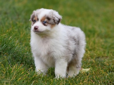 Les chiots de Berger Australien