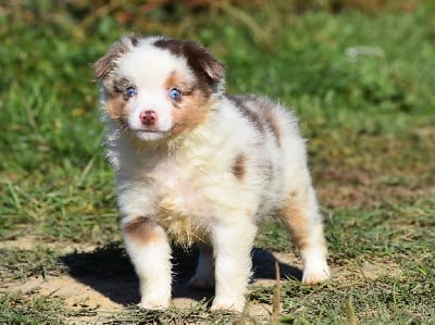 Les chiots de Berger Américain Miniature