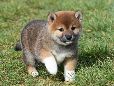 Les chiots de Shiba