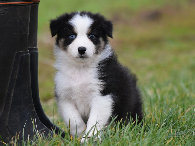 Les chiots de Berger Australien