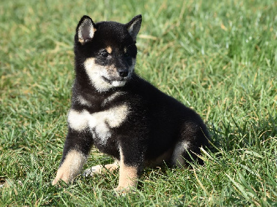 Les chiots de Shiba