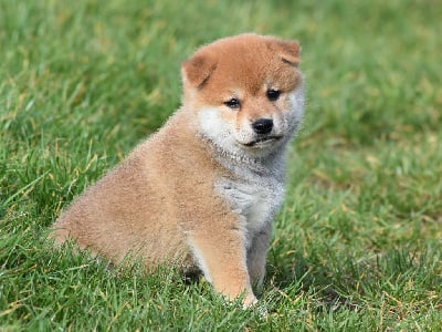 Les chiots de Shiba