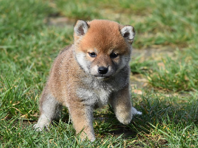 Les chiots de Shiba