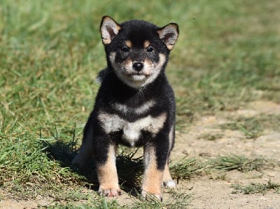 Les chiots de Shiba