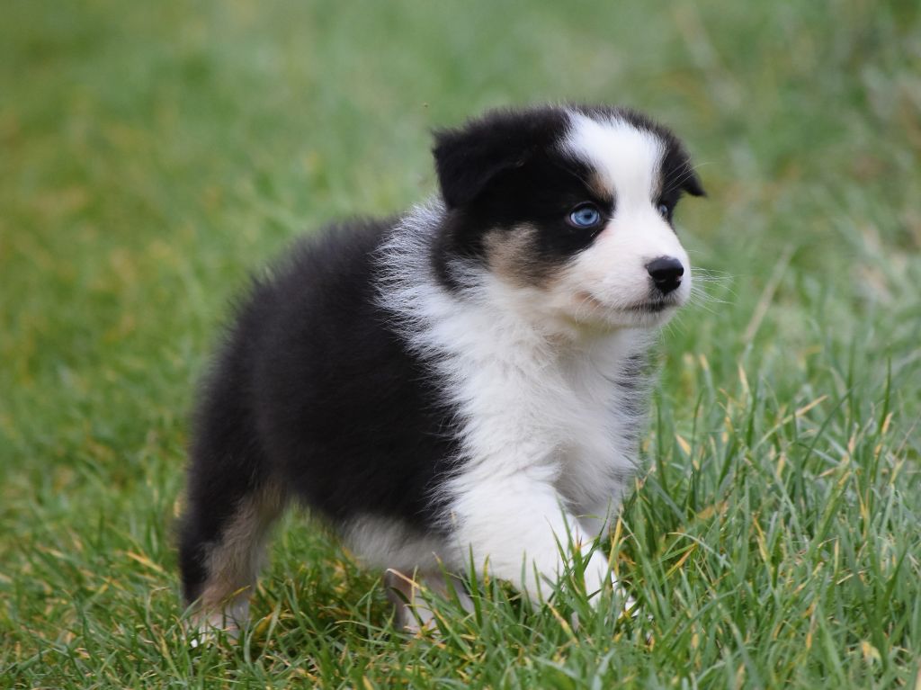 mâle noir tricolore