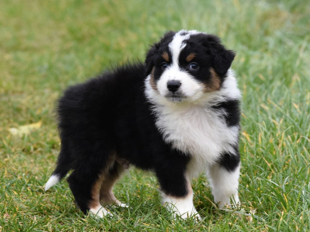 mâle noir tricolore