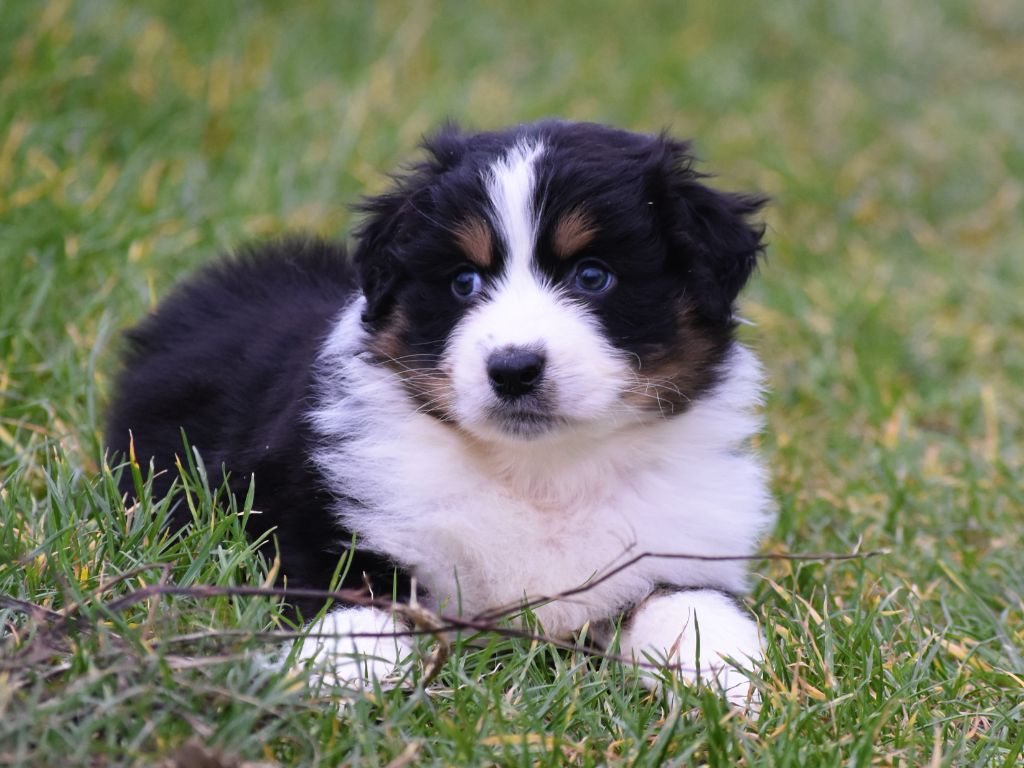 mâle noir tricolore