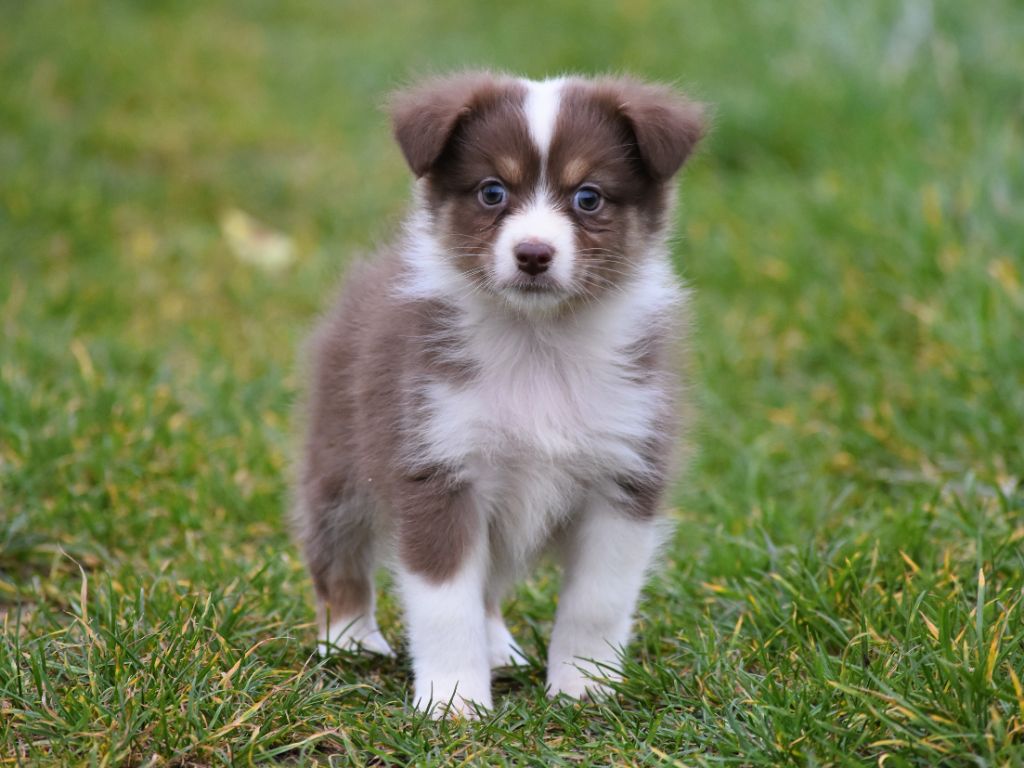 femelle rouge tricolore