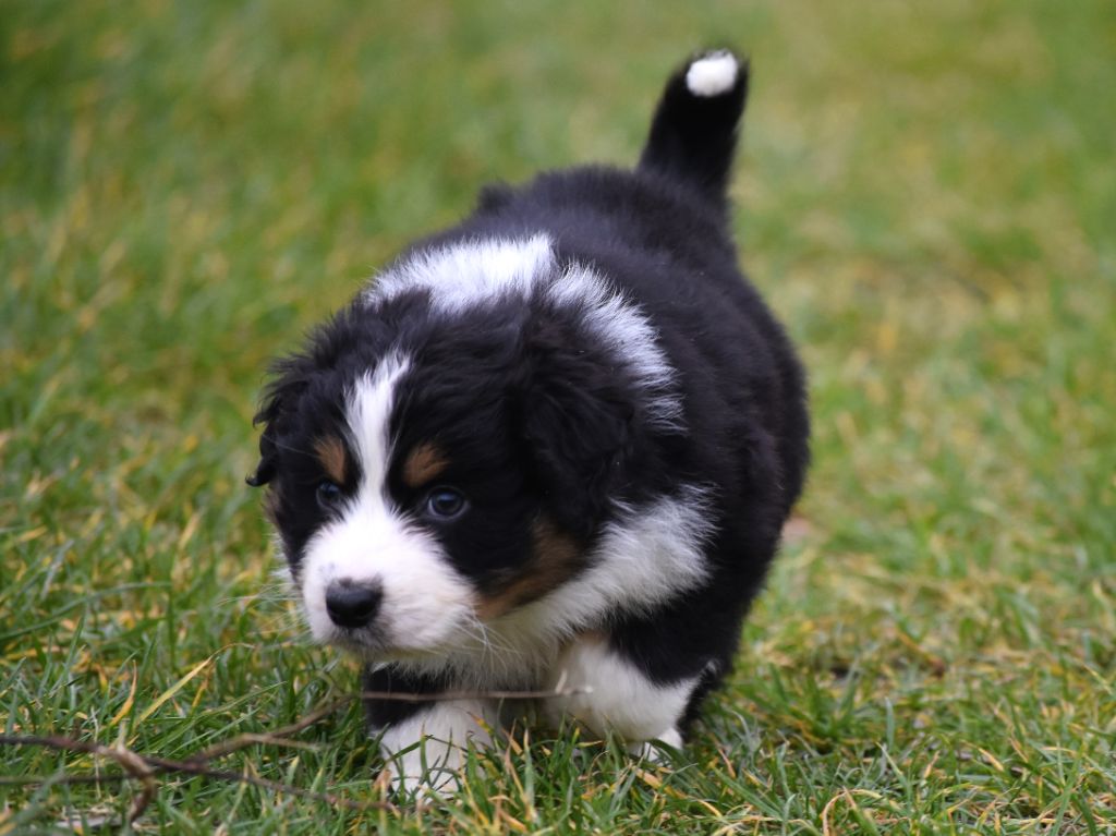 mâle noir tricolore